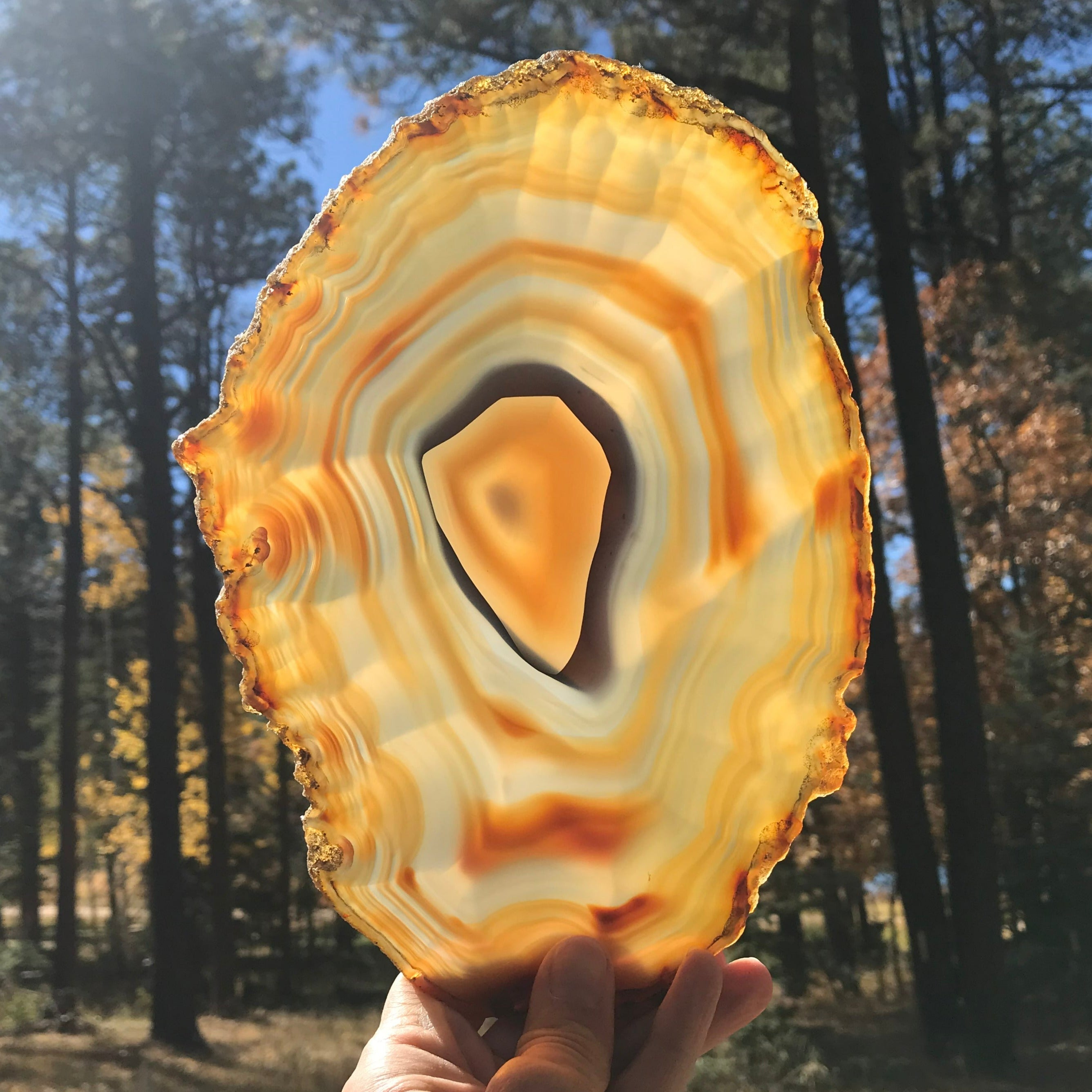 Golden Concentric Bands Agate Slice