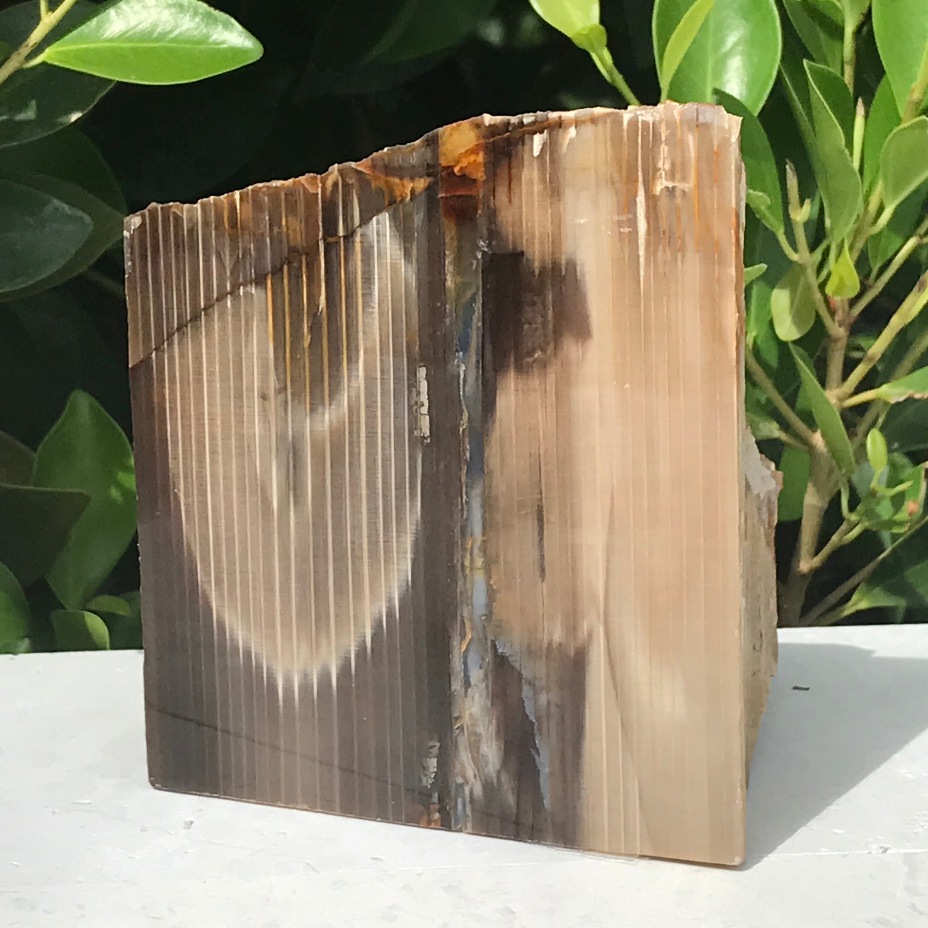 Super Striated Petrified Wood Freeform