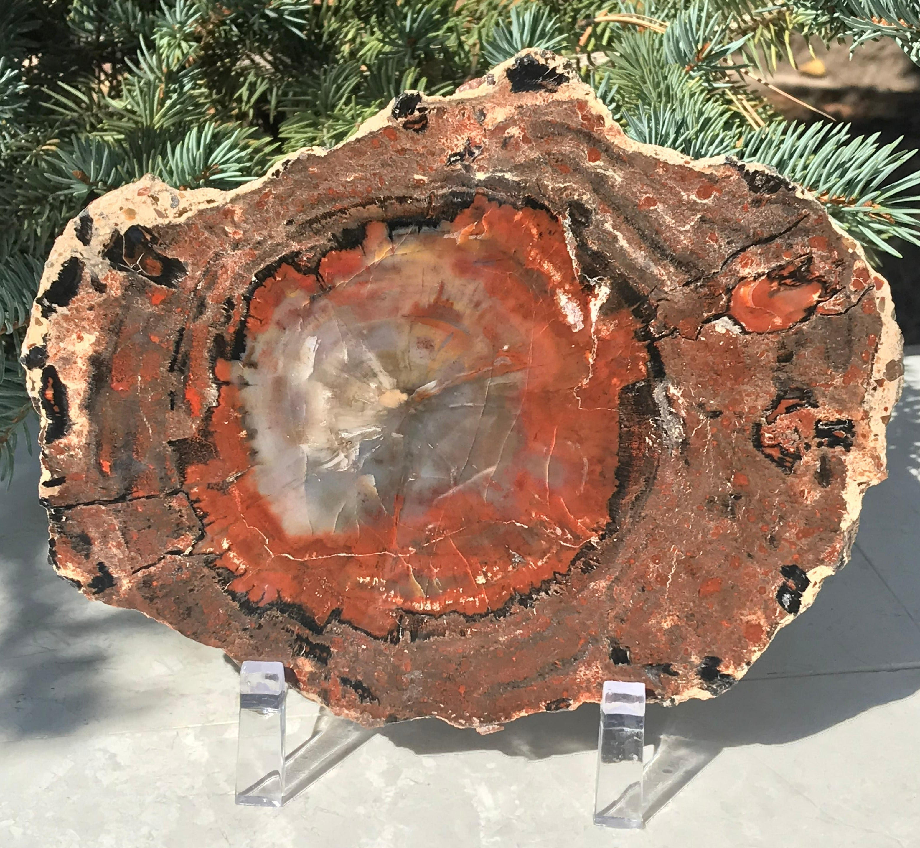 Rainbow Petrified Wood Slab