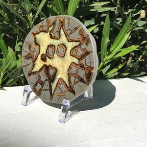 Here's Looking At You Septarian Slab