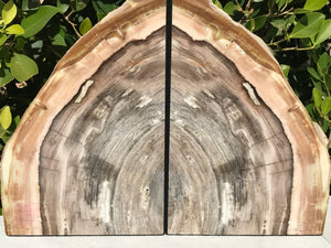 Petrified Elm Wood Bookends