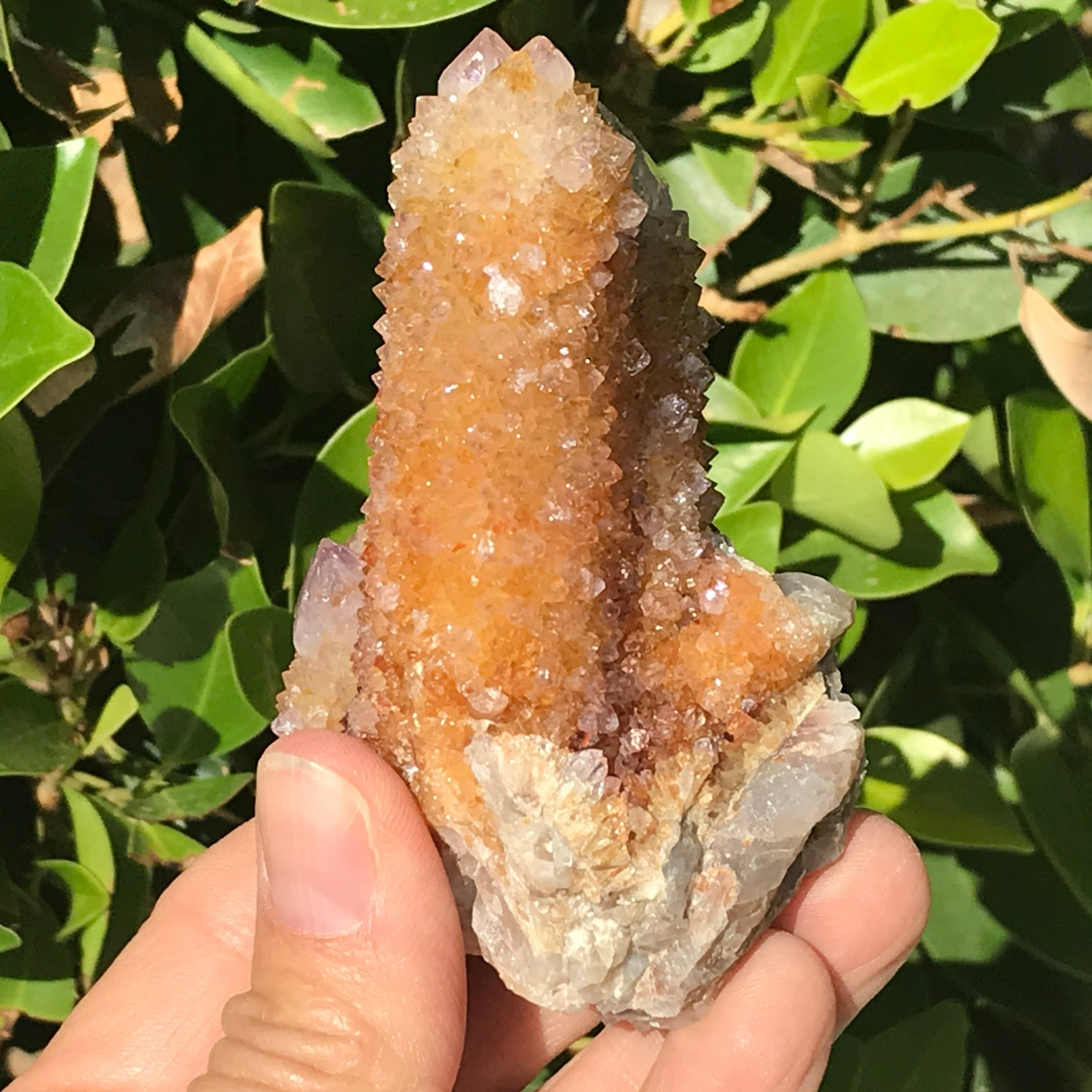 Crystal Coated Amber Cactus Quartz Cluster