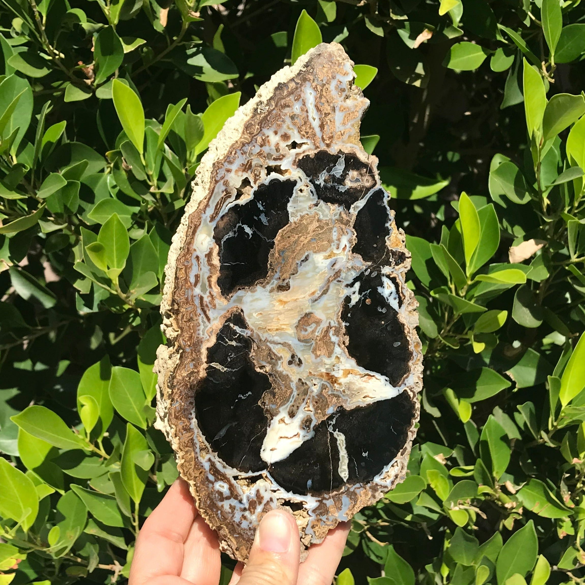 Blue Forest Petrified Wood Slab