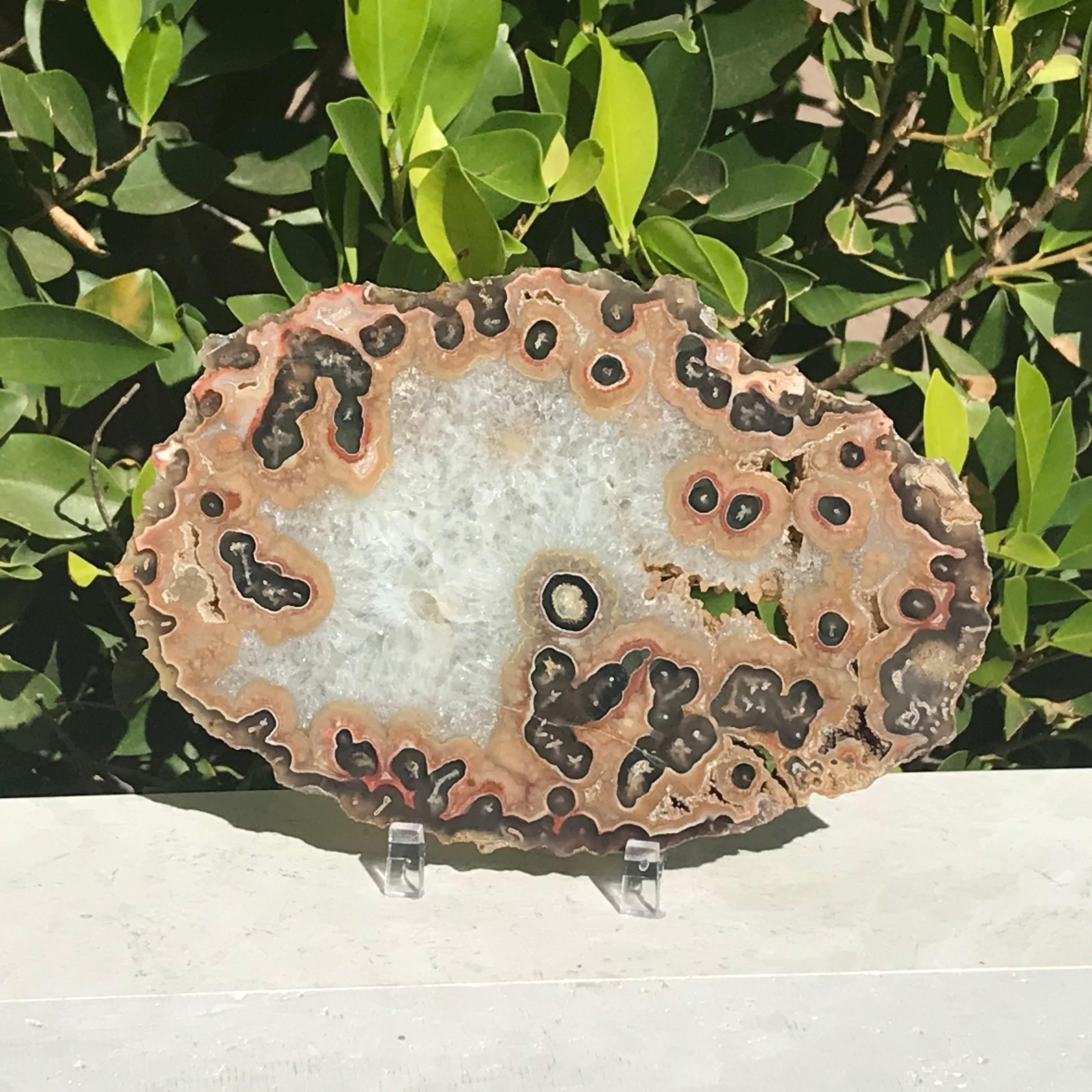 Red and Tan Banded Eyes Agate Slice