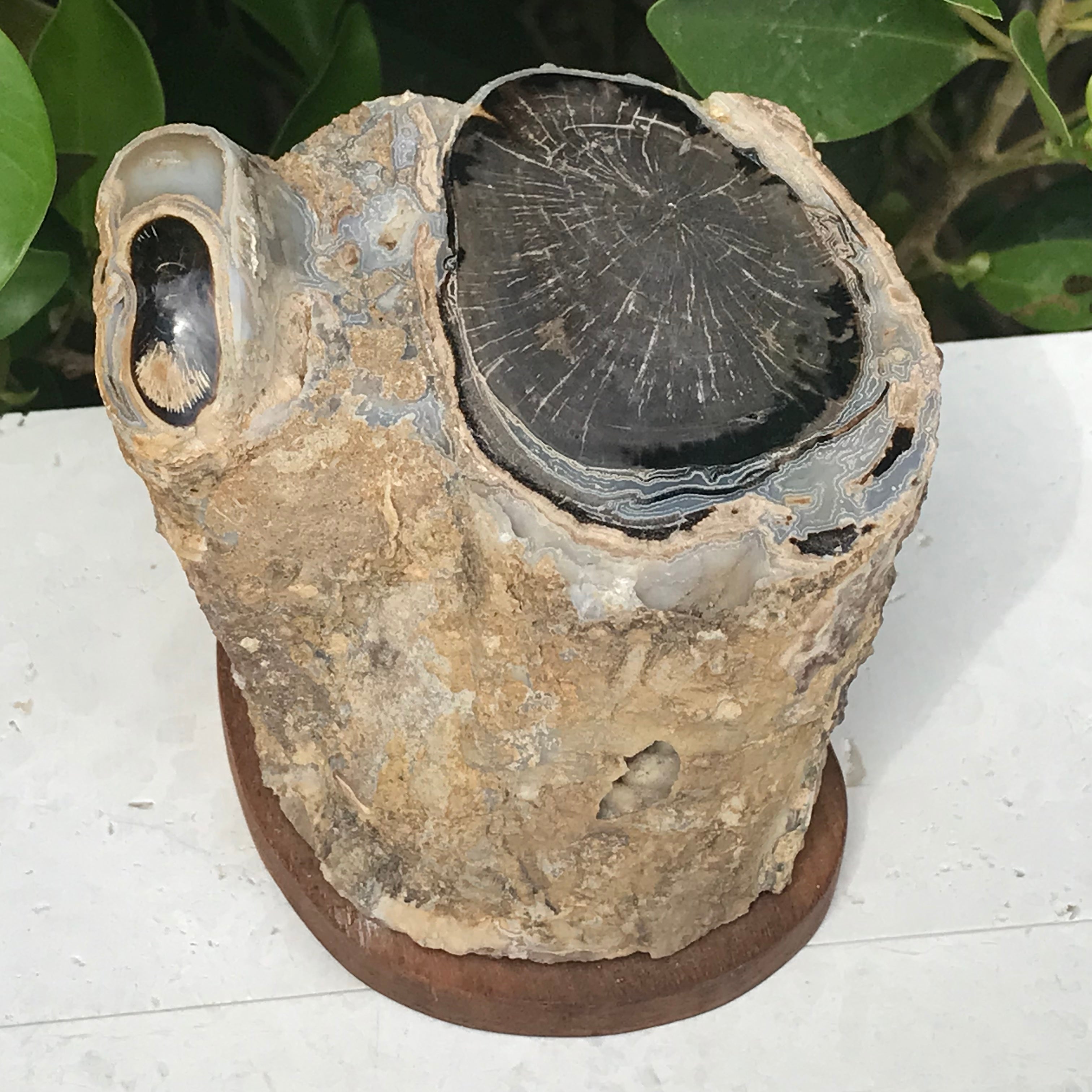 Petrified Cross Section of a Blue Forest Tree Limb