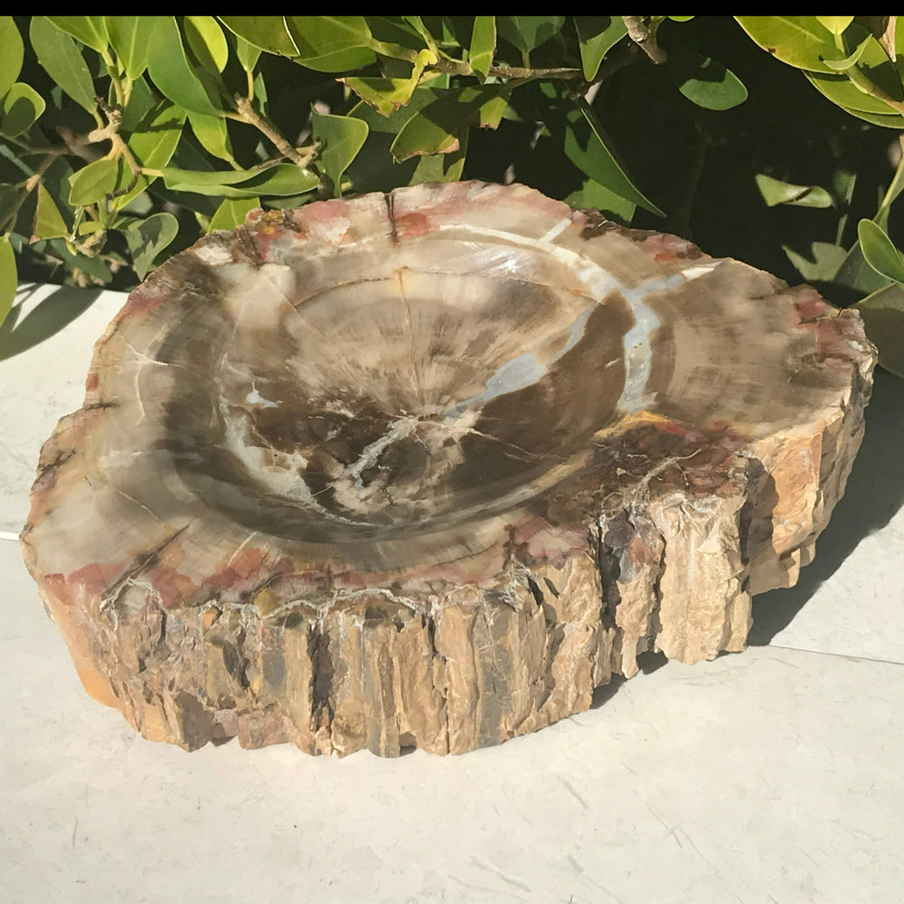 Bark Edged Petrified Wood Bowl