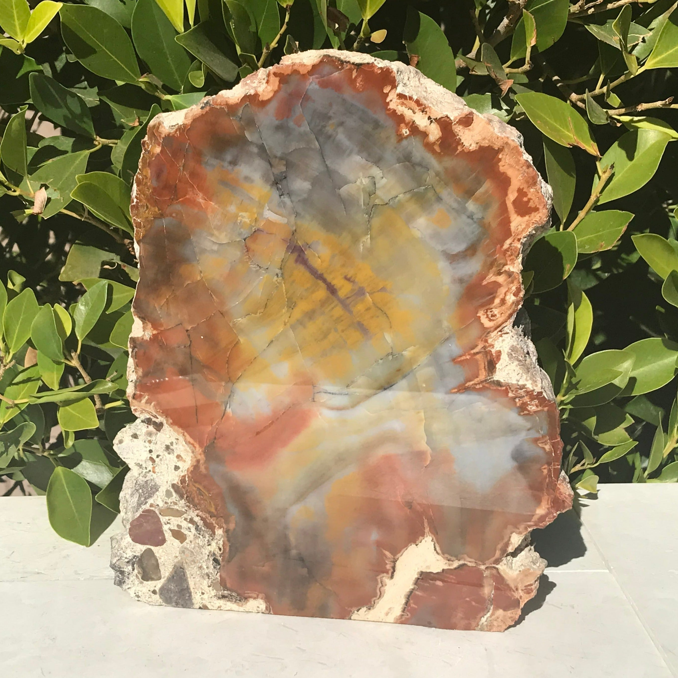 Prismatic Rainbow Petrified Wood Slab.