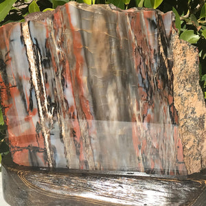 Bold Banded Arizona Rainbow Petrified Wood Slab