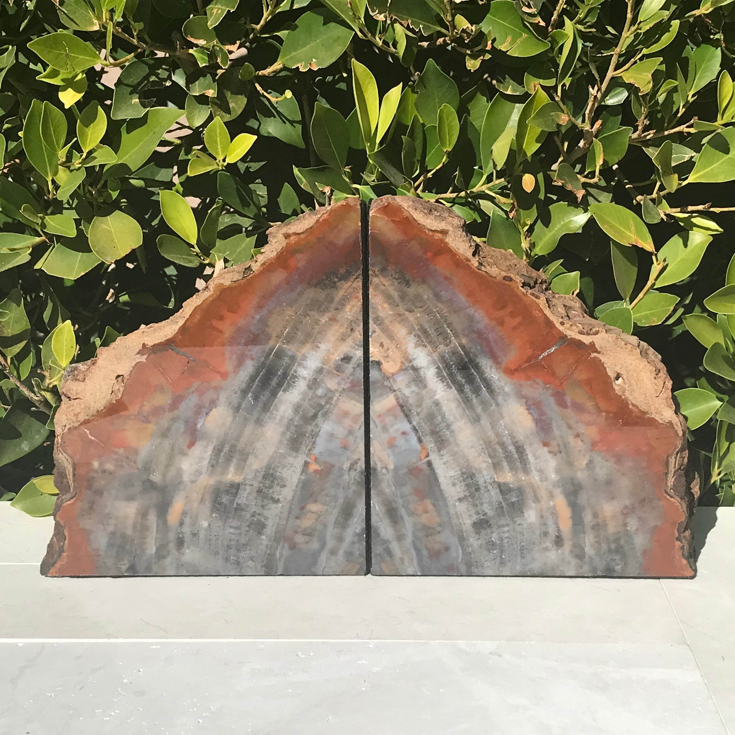 Pronounced Tree Rings Rainbow Petrified Wood Bookends