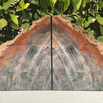 Pronounced Tree Rings Rainbow Petrified Wood Bookends