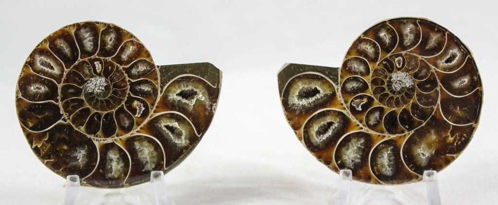 Ammonite Pair