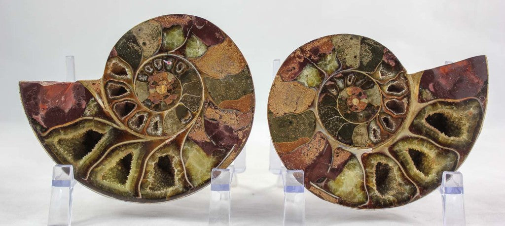 Ammonite Pair