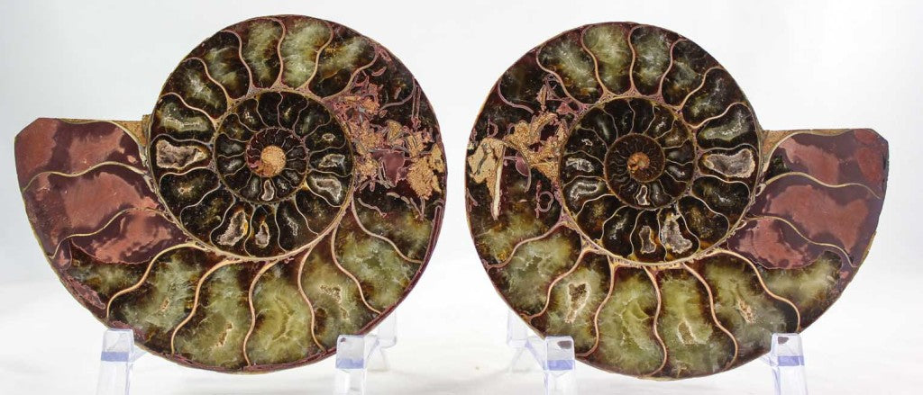 Ammonite Pair