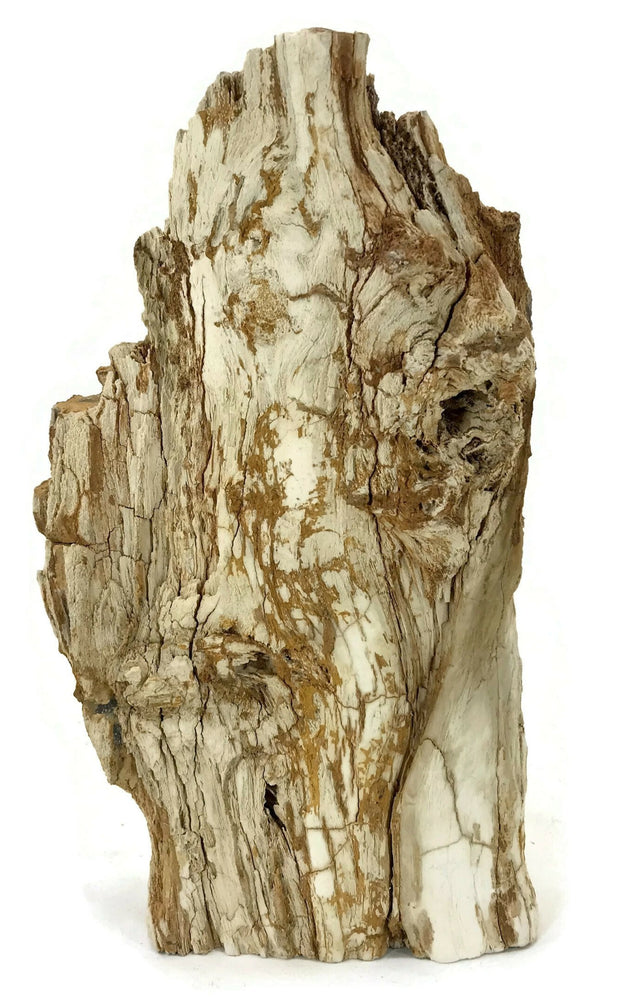 Washington State Petrified Wood Limb