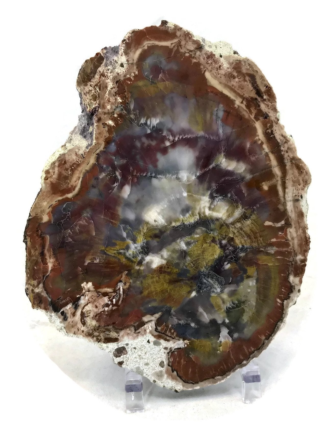 Rainbow Petrified Wood Slab
