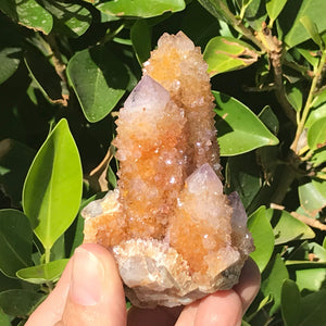 Crystal Coated Amber Cactus Quartz Cluster