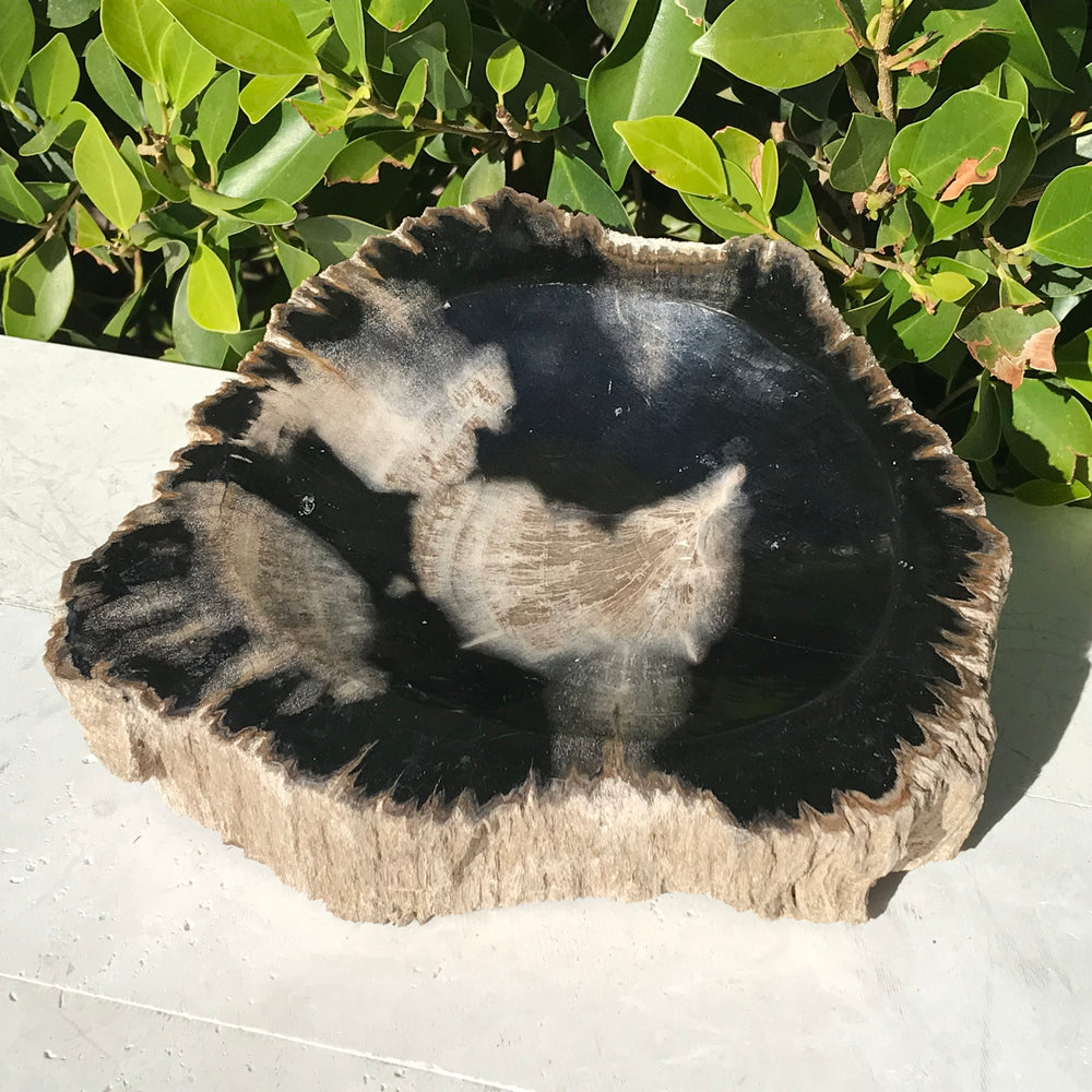Bark Rimmed Petrified Wood Bowl