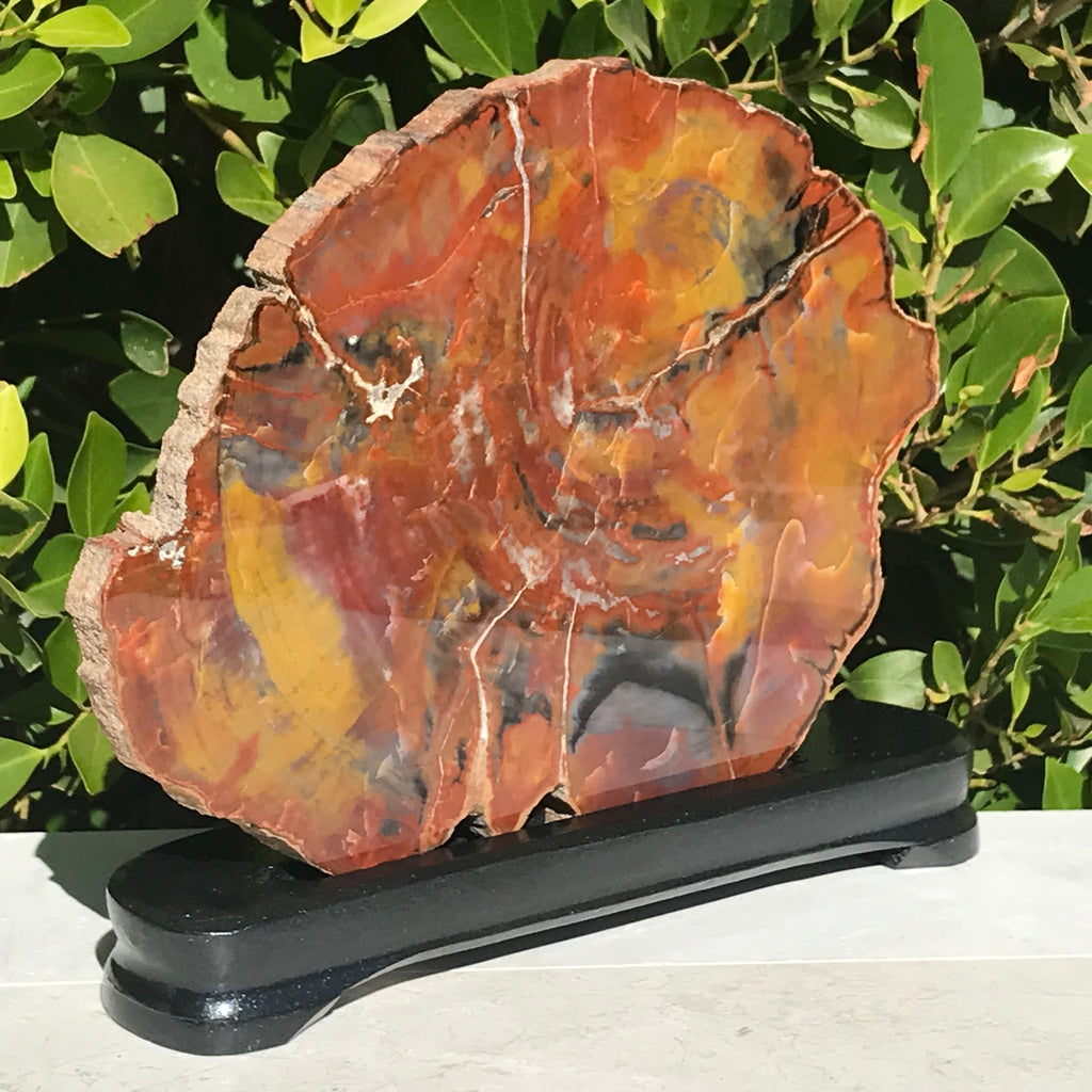 Arizona Rainbow Petrified Wood Slab