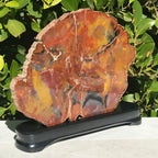 Arizona Rainbow Petrified Wood Slab