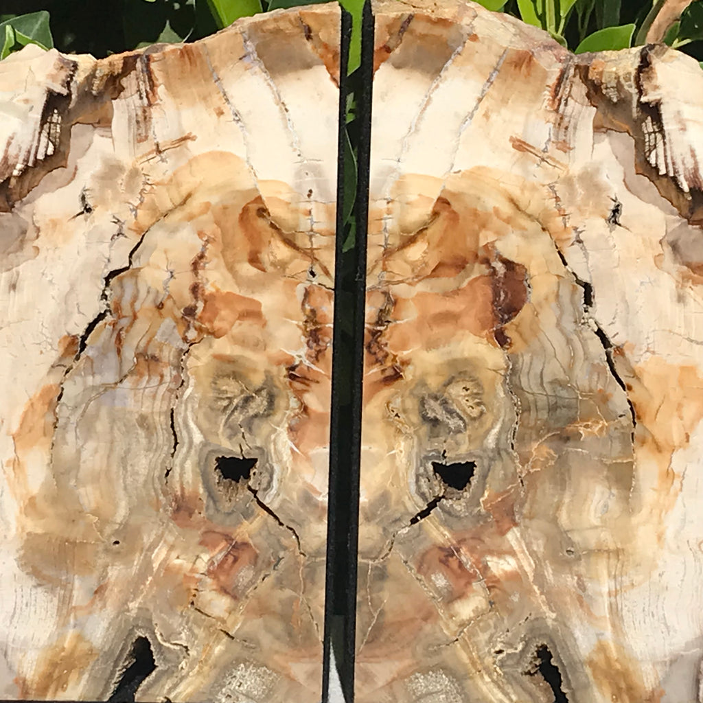 Petrified Maplewood Bookends
