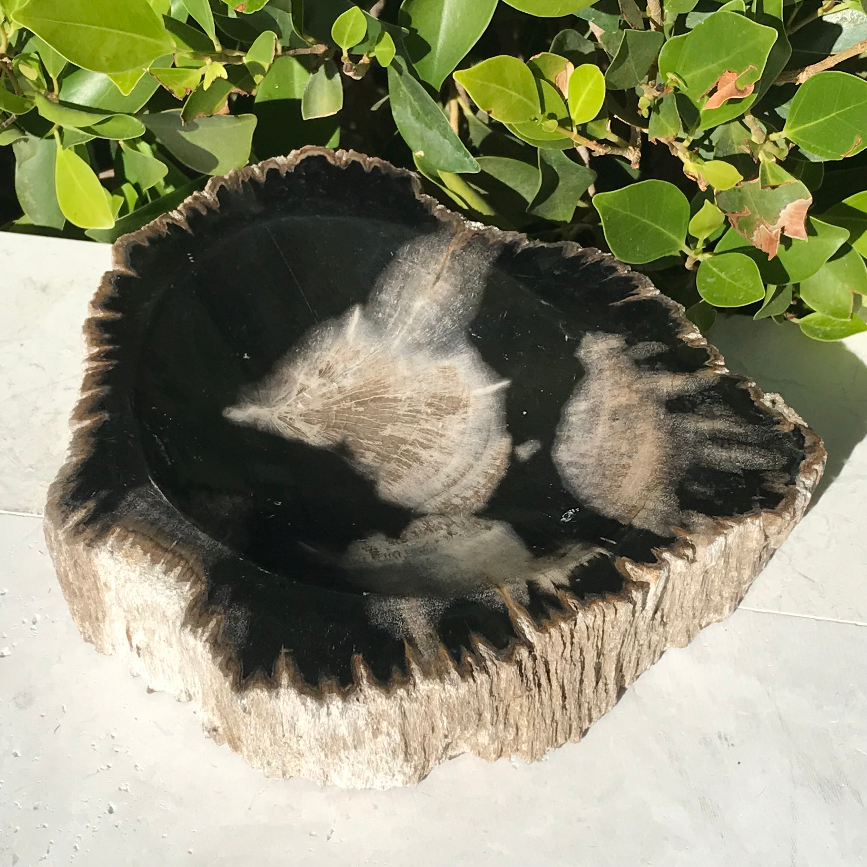 Bark Rimmed Petrified Wood Bowl