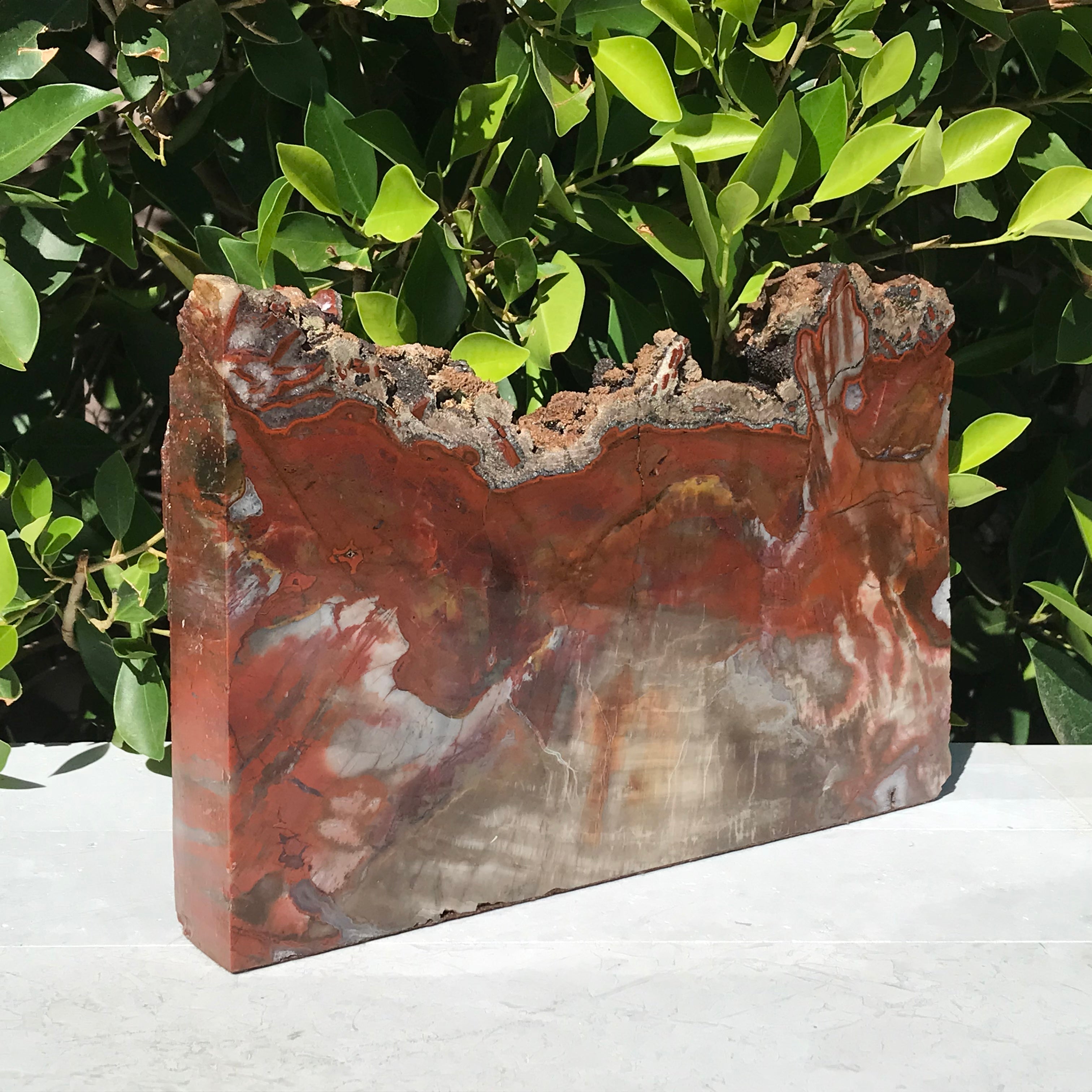 Arizona Rainbow Petrified Wood Slab