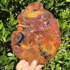 Arizona Rainbow Petrified Wood Slab
