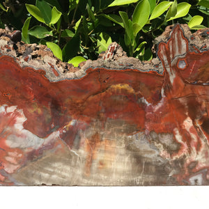 Arizona Rainbow Petrified Wood Slab