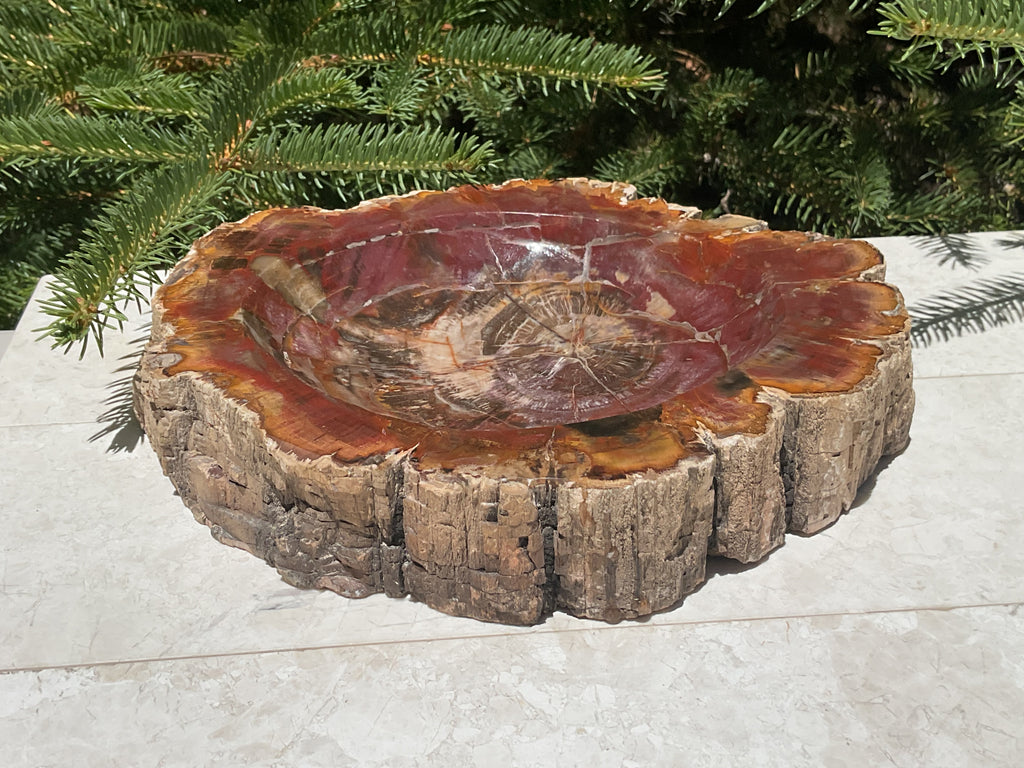 Bark Edged Petrified Wood Bowl