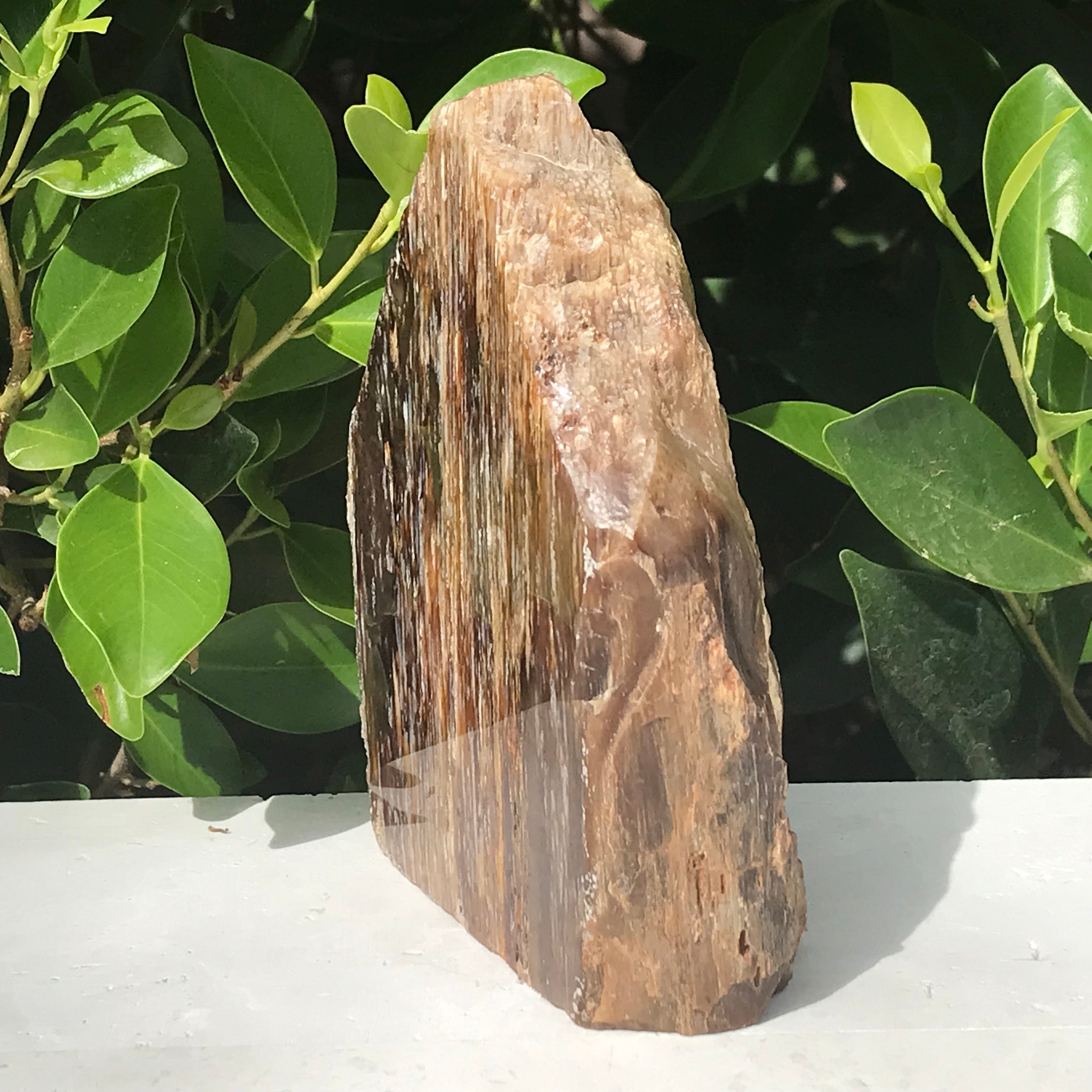 Elko Striated Petrified Wood