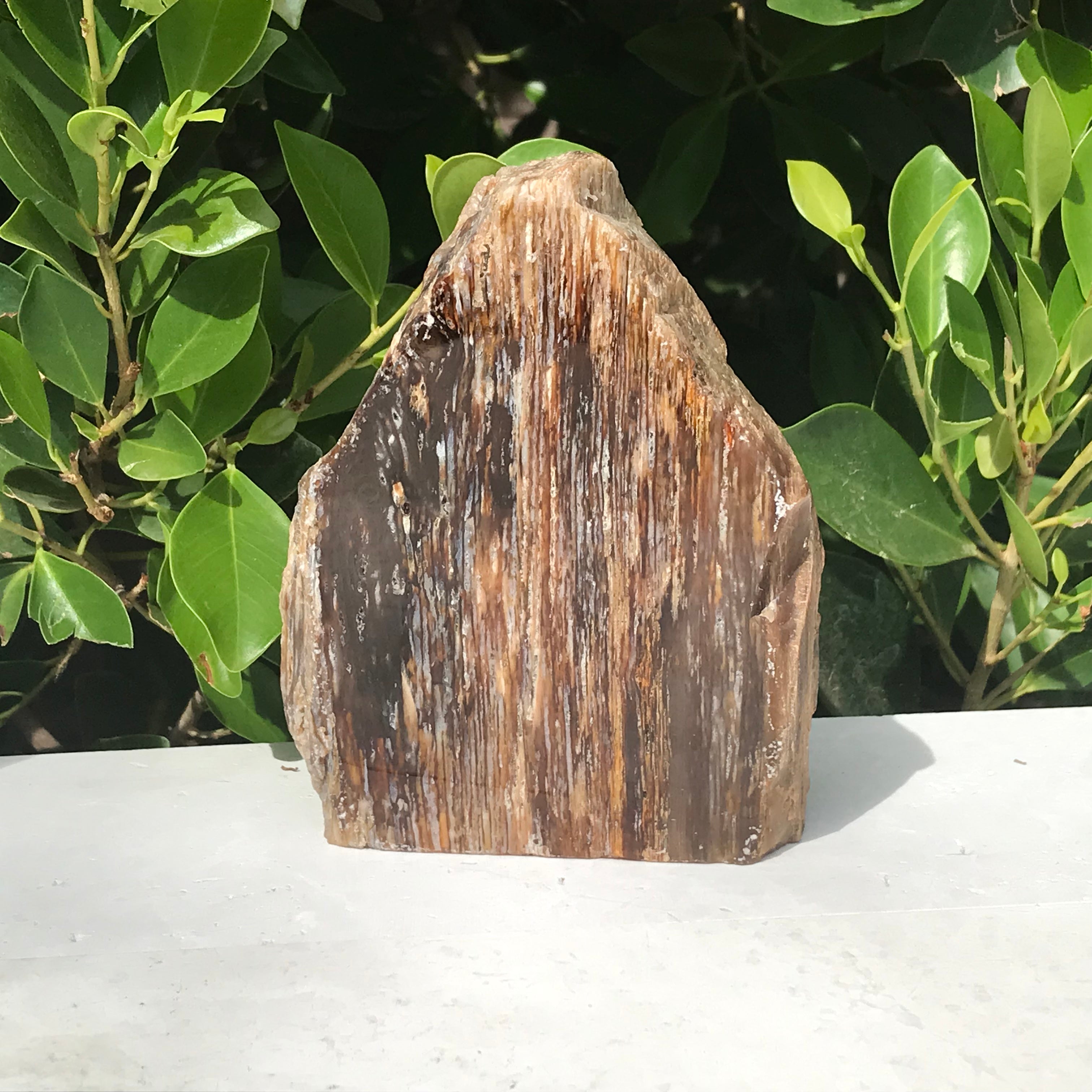 Elko Striated Petrified Wood