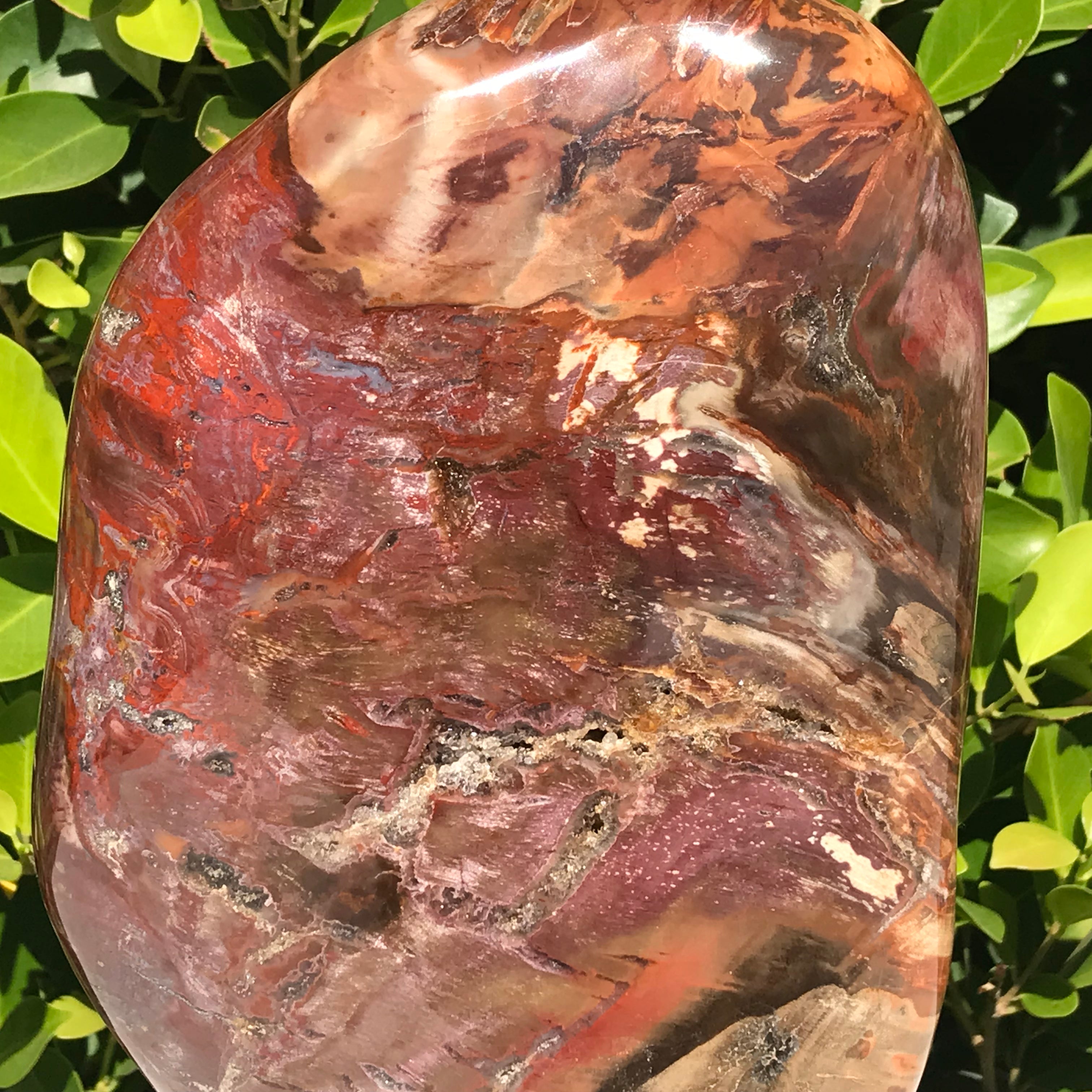 Polished Petrified Wood Nodule