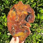 Arizona Rainbow Petrified Wood Slab