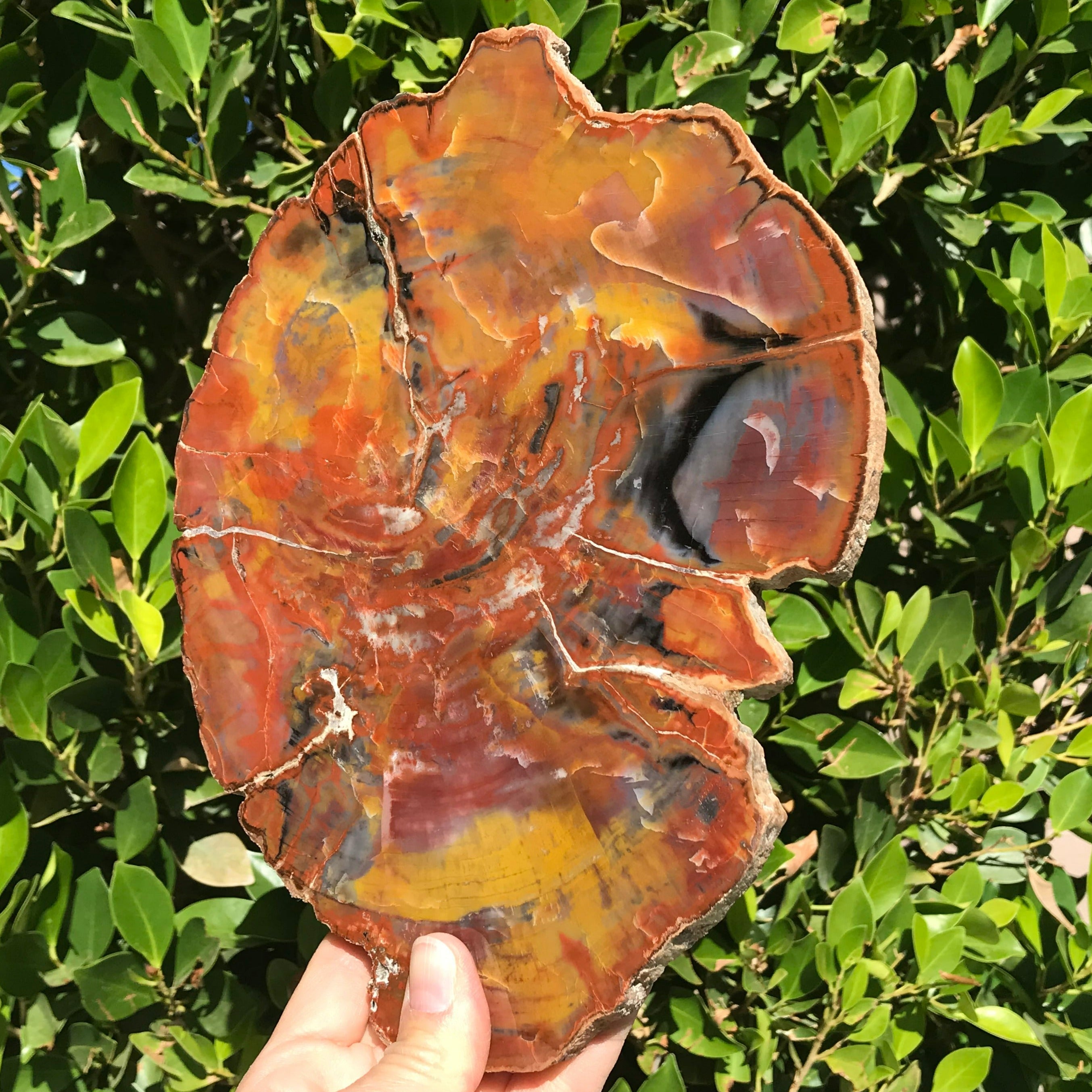 Arizona Rainbow Petrified Wood Slab