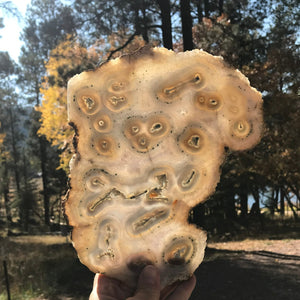 Multitude of Eyes Agate Slice