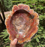 Bark Edged Petrified Wood Bowl