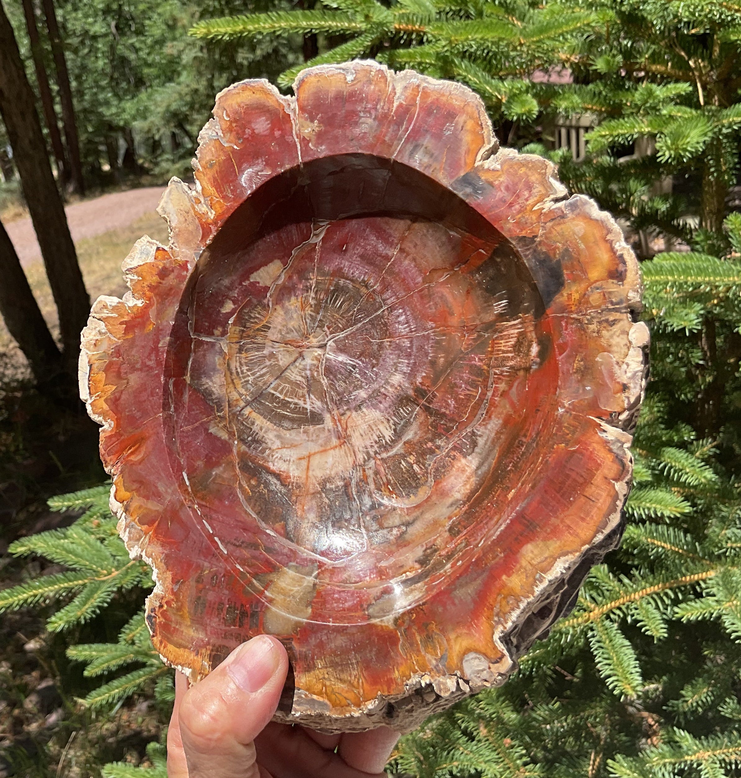 Bark Edged Petrified Wood Bowl