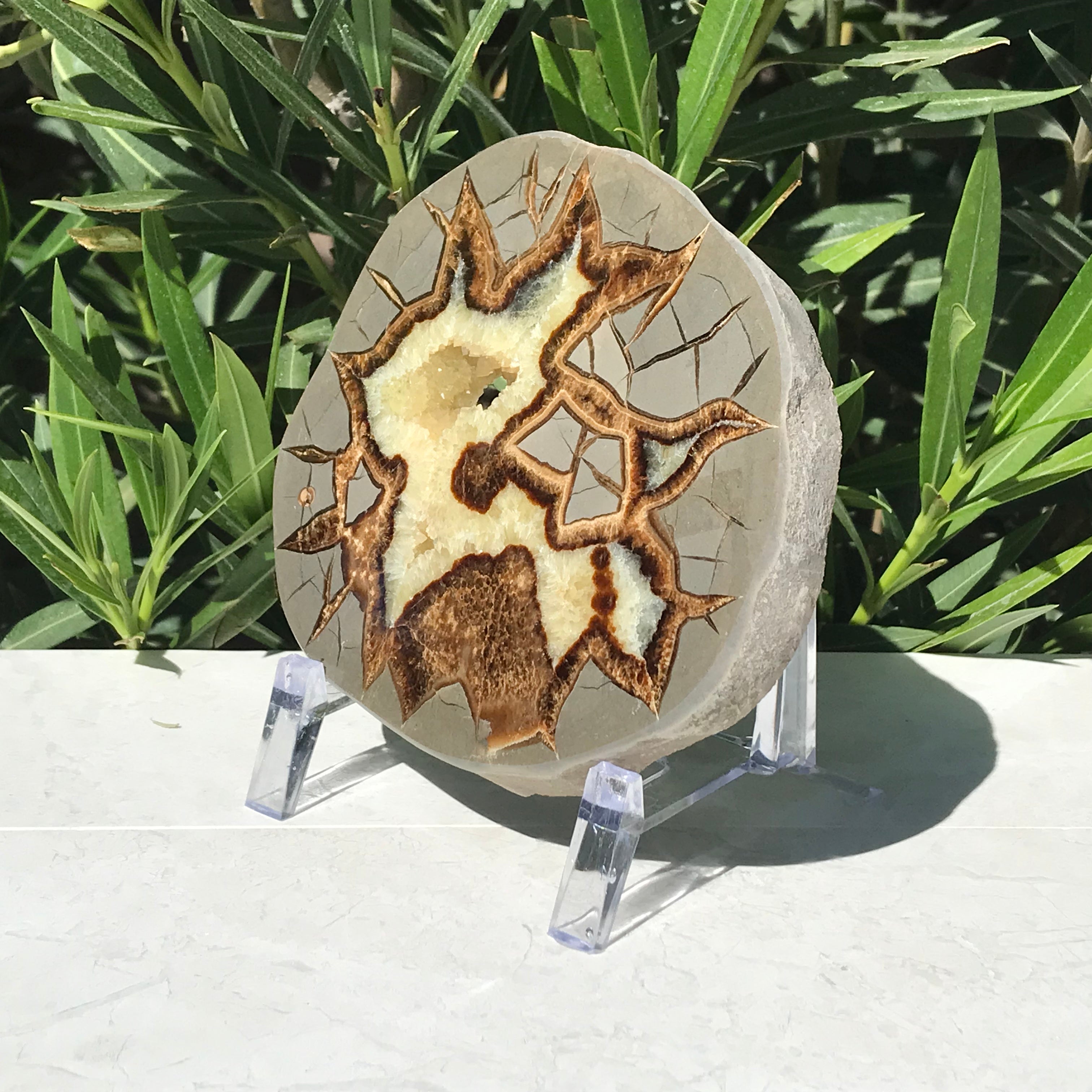 Detailed Septarian Slab