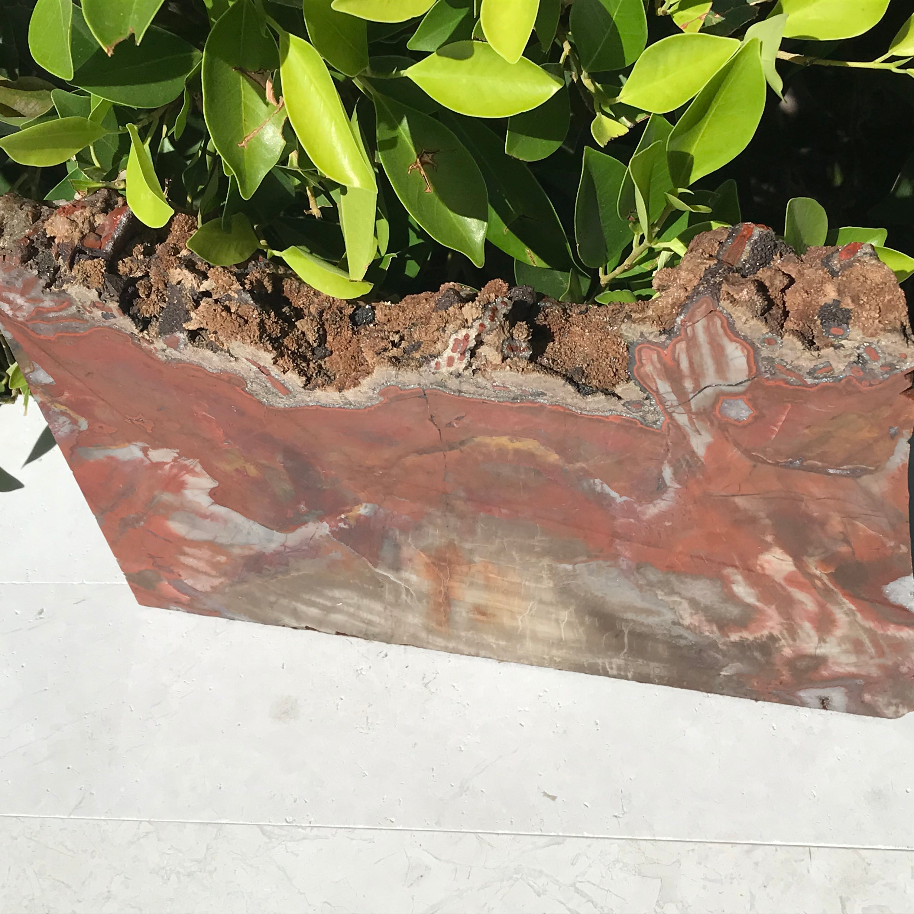Arizona Rainbow Petrified Wood Slab