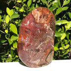 Polished Petrified Wood Nodule