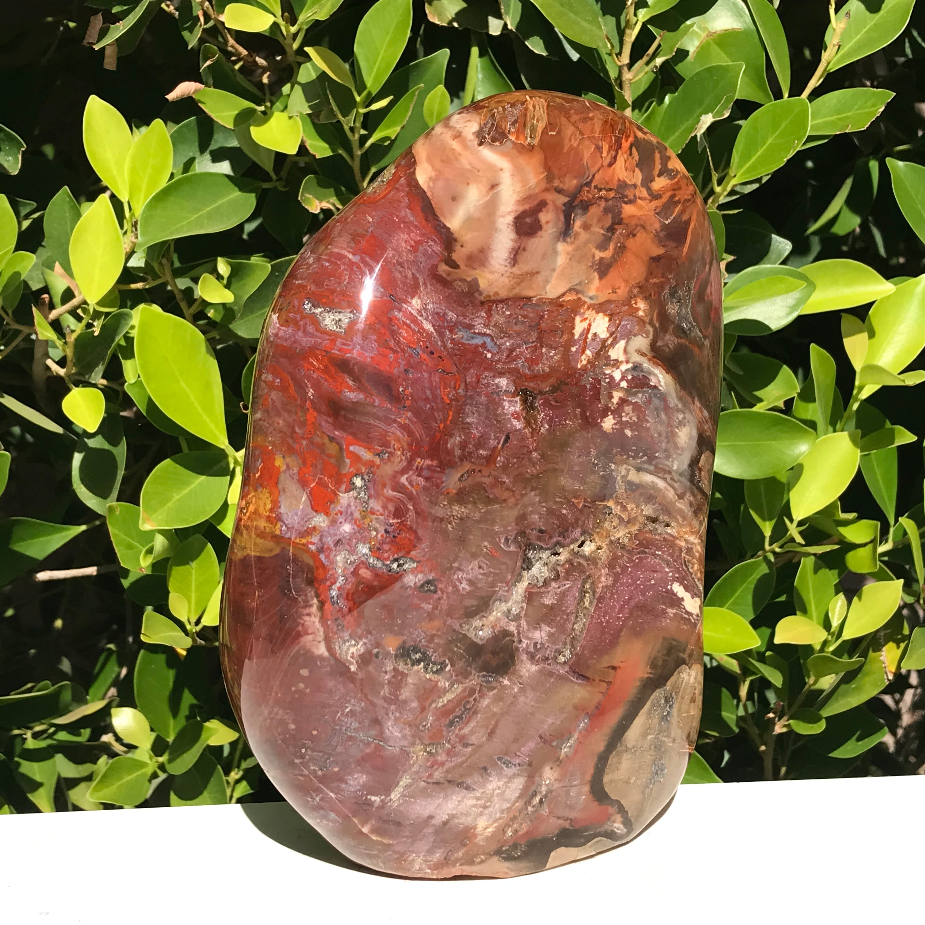 Polished Petrified Wood Nodule
