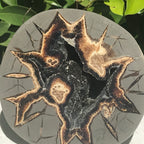 Black Crystal Lined Septarian Geode