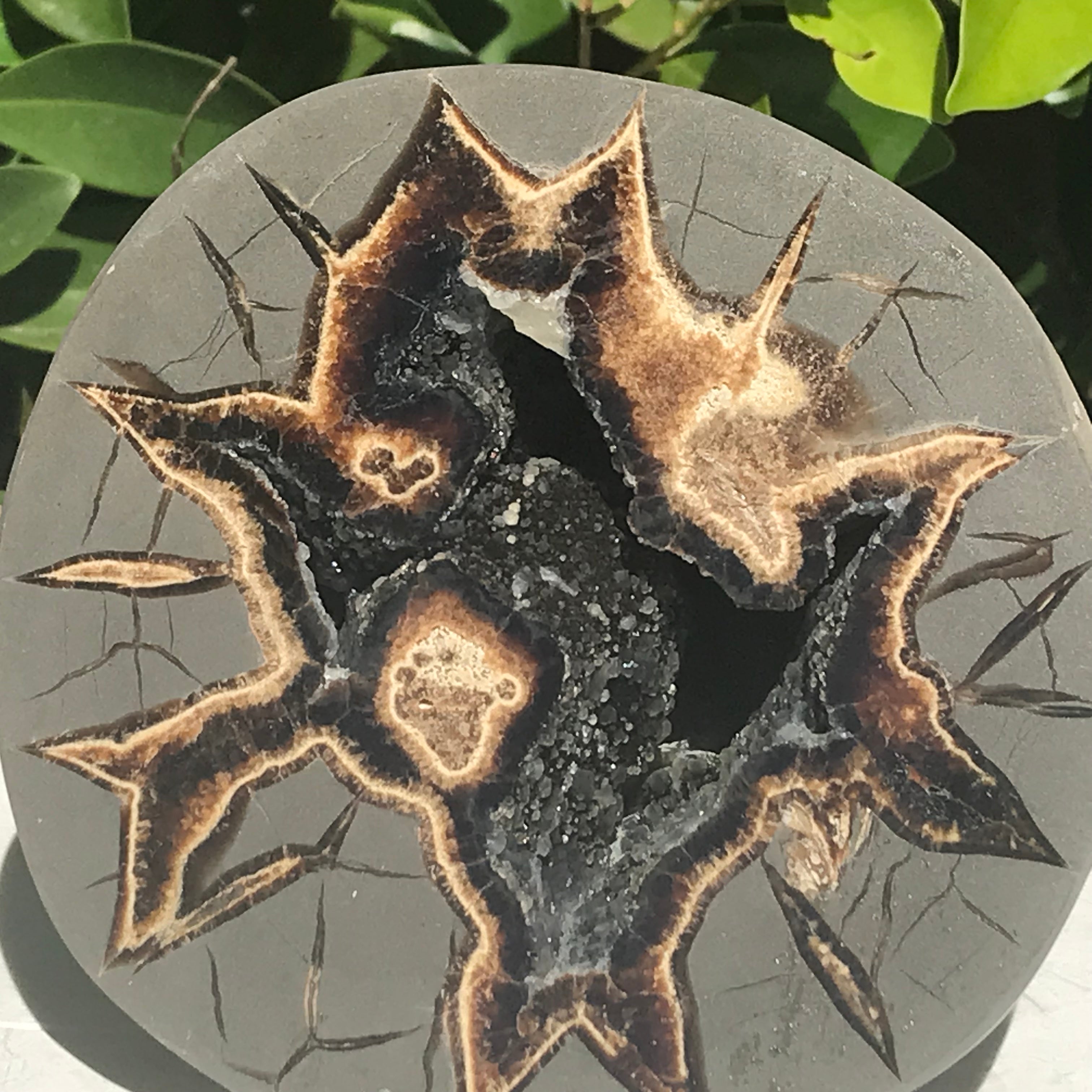 Black Crystal Lined Septarian Geode