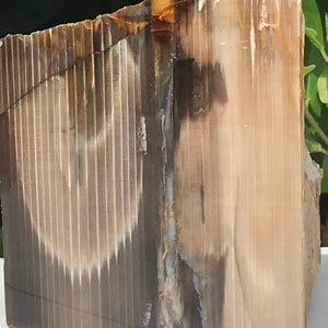 Super Striated Petrified Wood Freeform