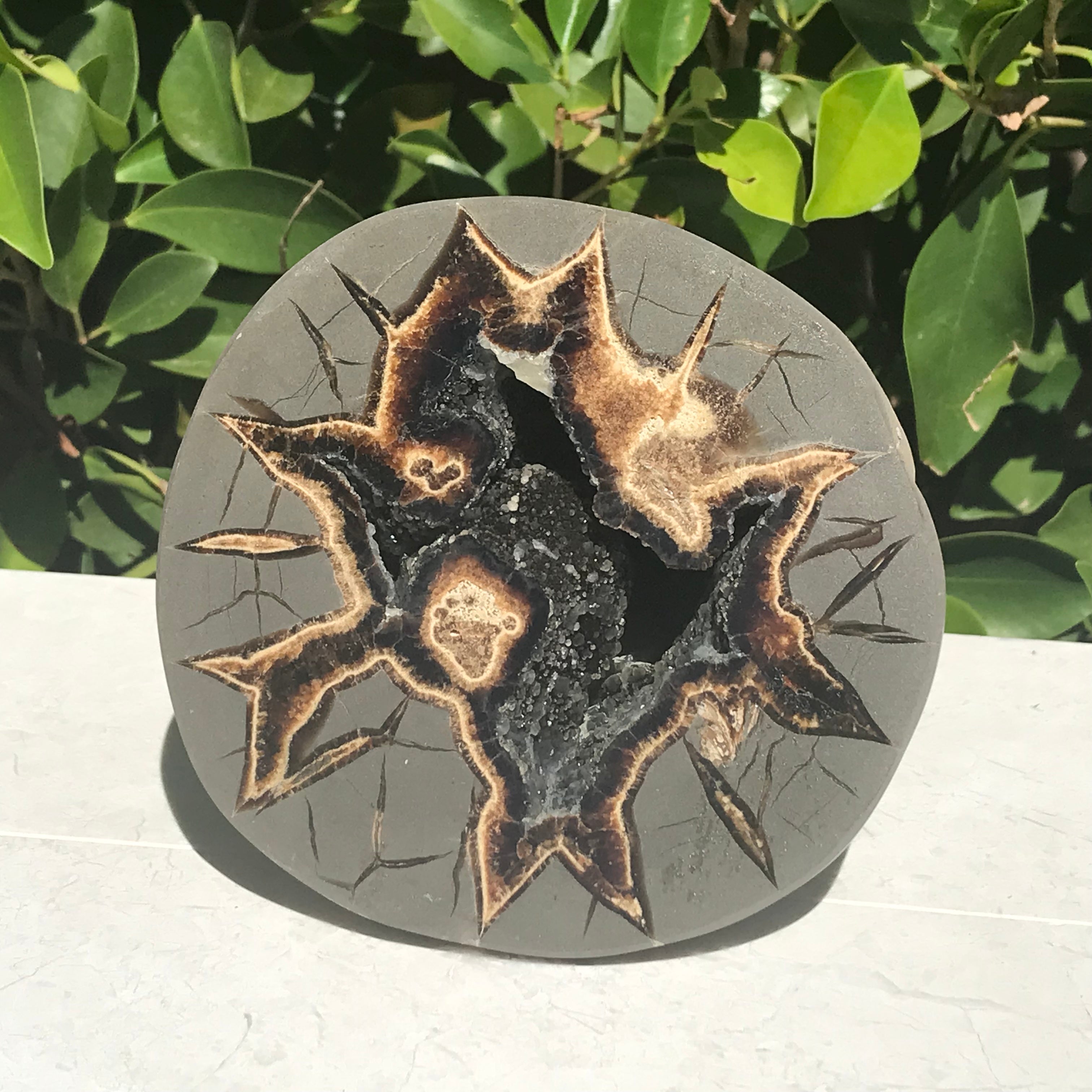 Black Crystal Lined Septarian Geode