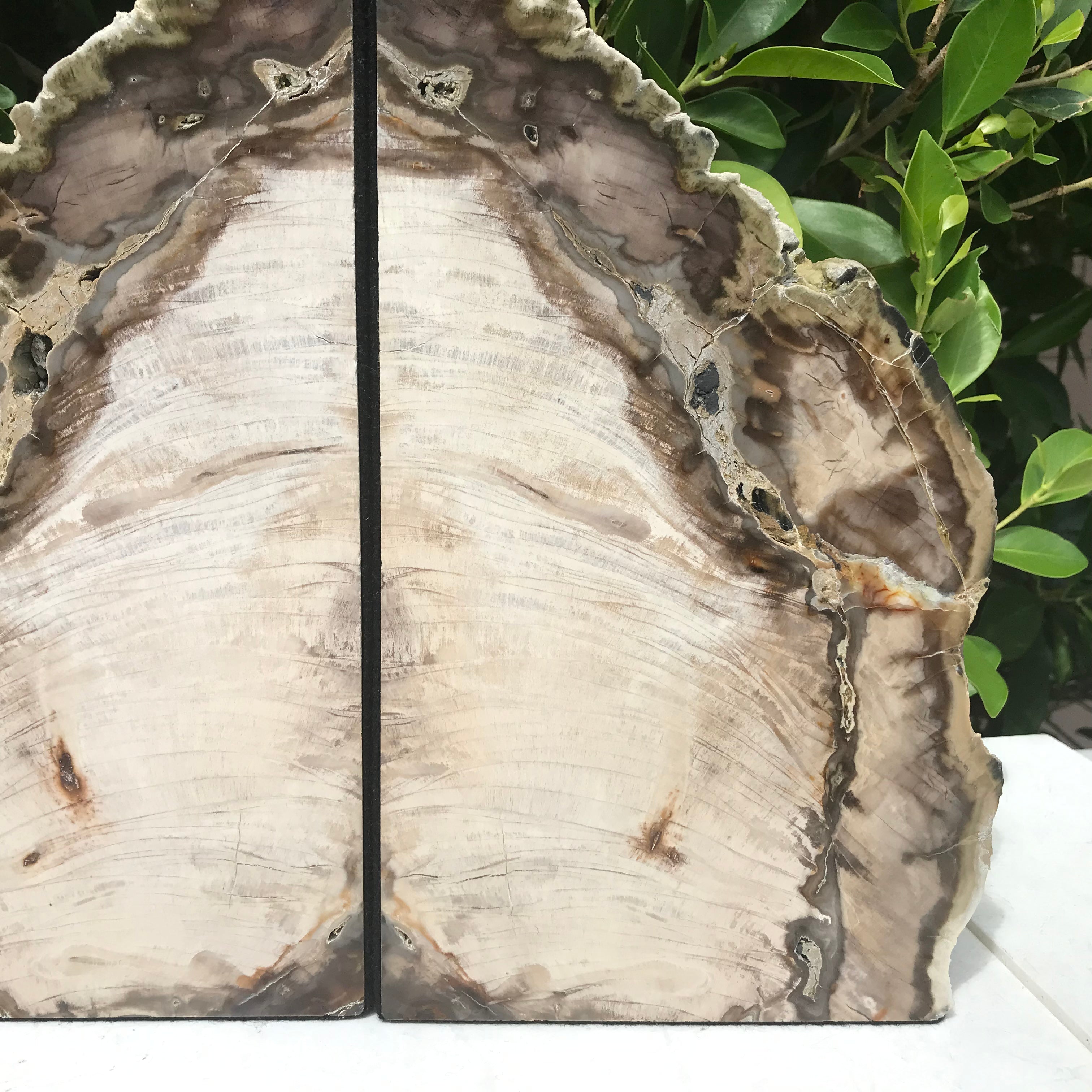 Petrified Cypress Wood Bookends