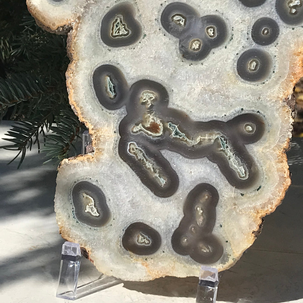 Multitude of Eyes Agate Slice