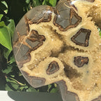 Septarian Buffalo