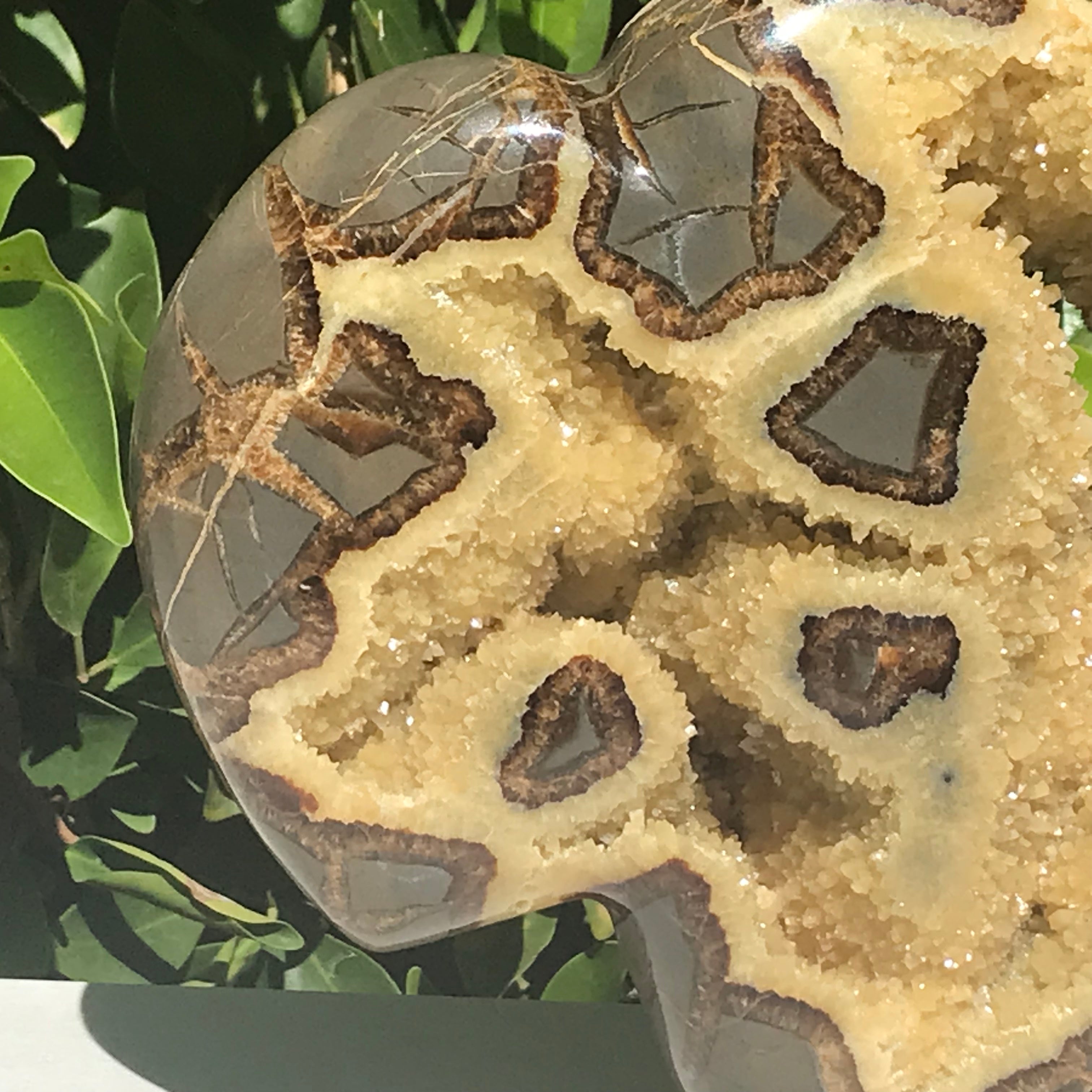 Septarian Buffalo