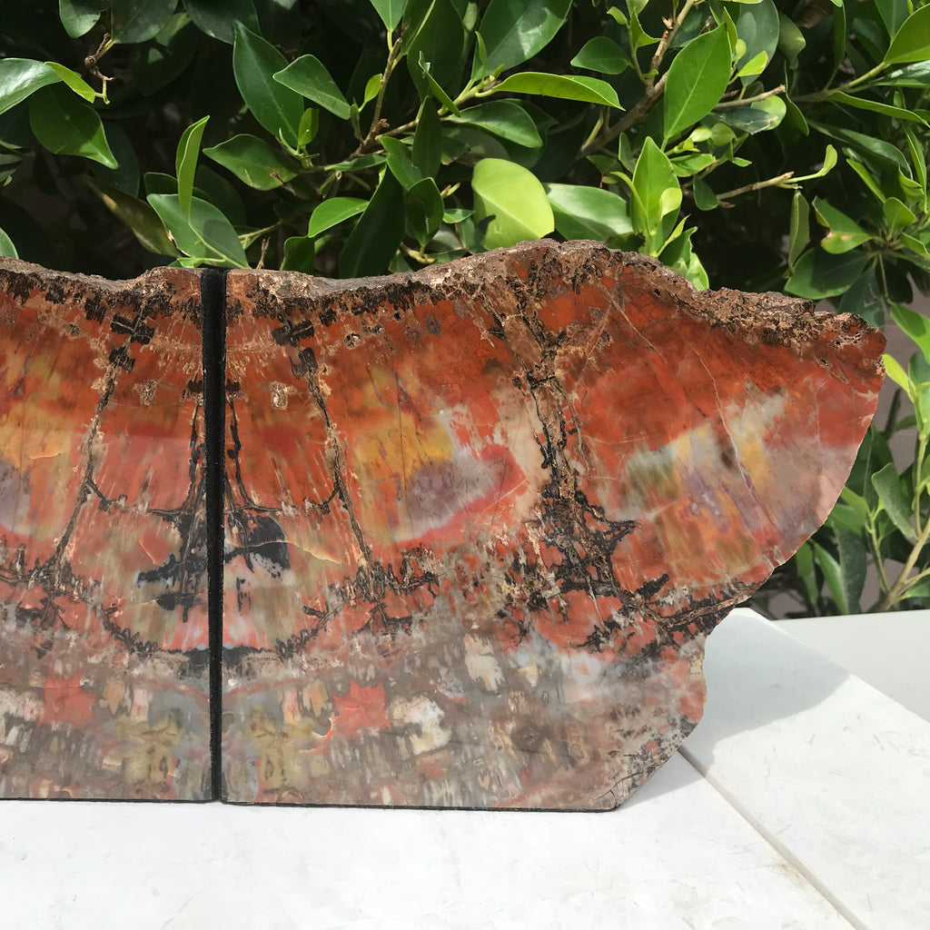 Arizona Rainbow Petrified Wood Bookends